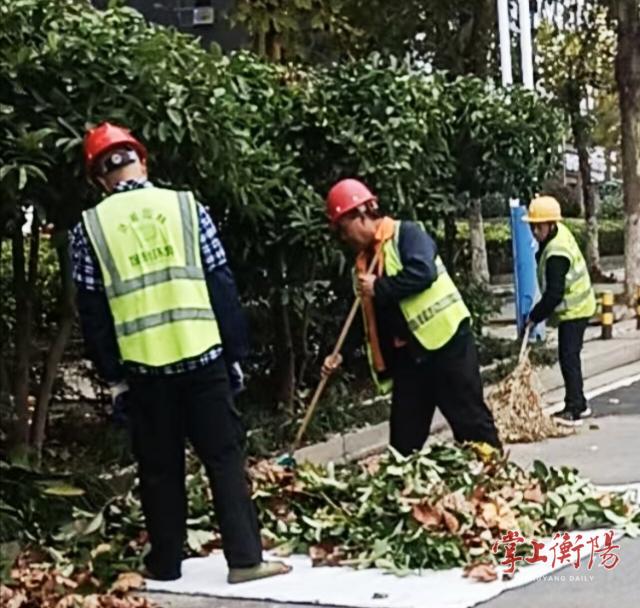 【区城管局】开展秋季园林绿化养护专项行动