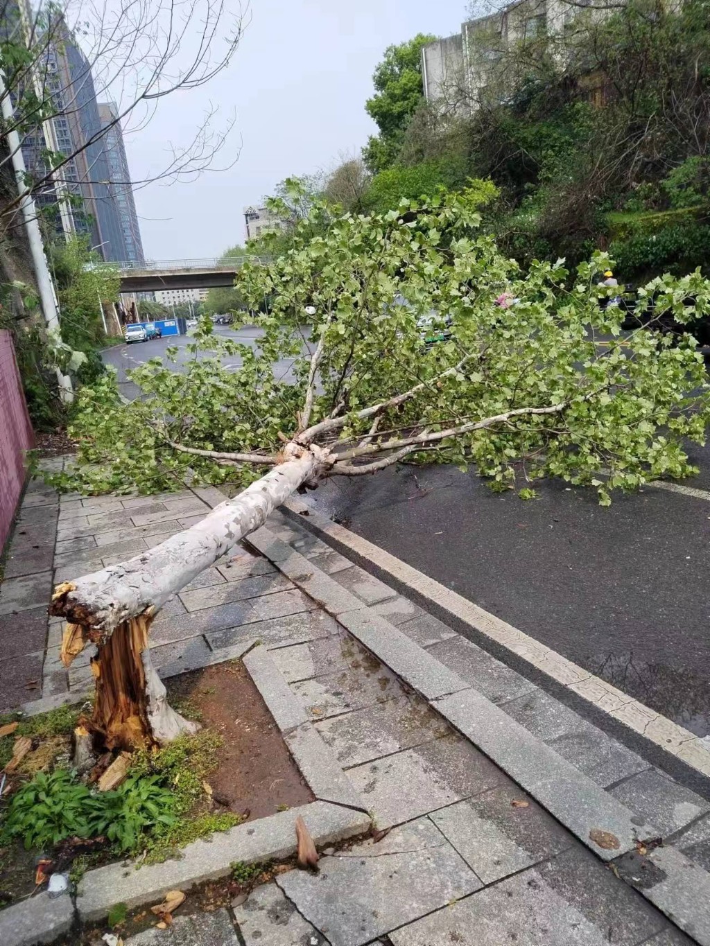 区城管局及时清理倒伏树木保障市民出行安全